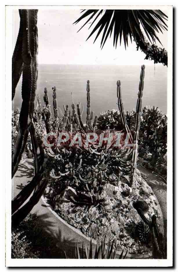CPM Jardin Exotique De Monaco Groupe de Cereus Geometrisans Agaves Cereus et Opuntias divers