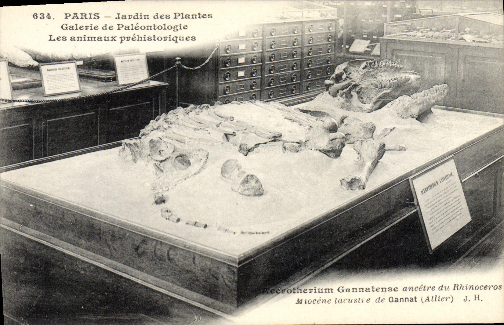 CPA Paris Jardin des Plantes Galerie de paleontologie Les animaux prehistoriques Miocene lacruste de Gannat Rhinoceros