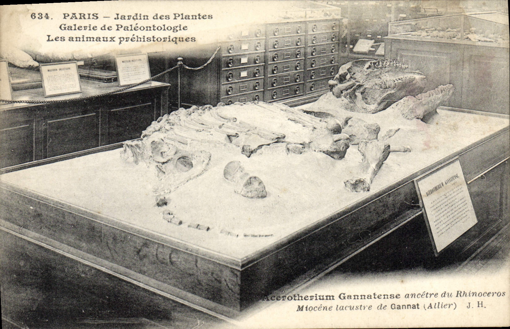 CPA Paris Jardin des Plantes Galerie de paleontologie Les animaux prehistoriques Miocene lacruste de Gannat Rhinoceros