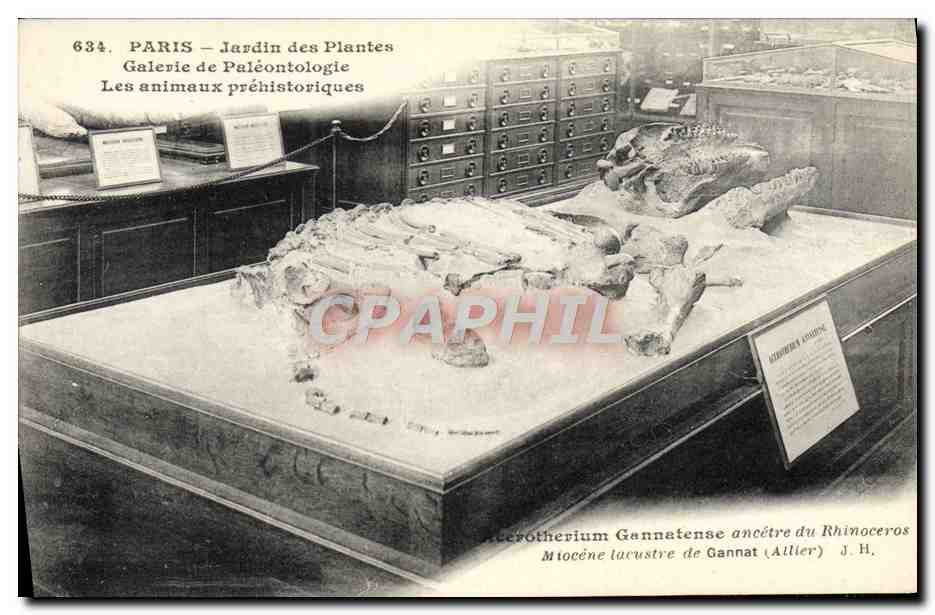 CPA Paris Jardin des Plantes Galerie de Paleontologie Les Animaux Prehistoriques Rhinoceros Prehistoire Dinosaur