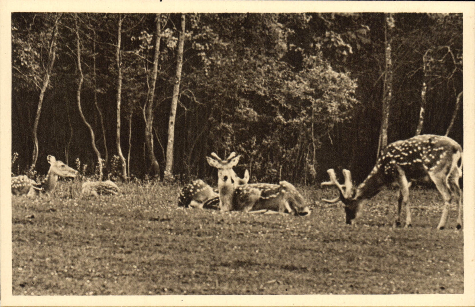 CPA Parc Zoolofique De Cleres Cerfs Pseudaxis Zoo