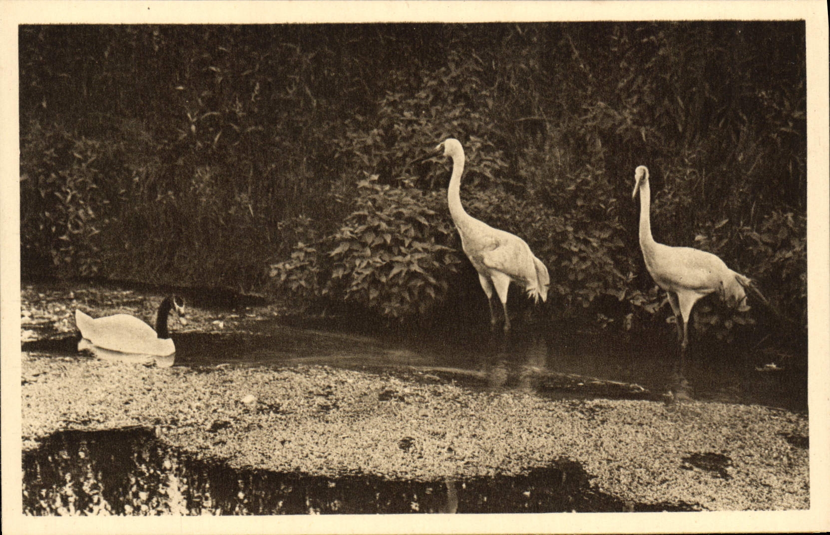 CPA Parc Zoolofique De Cleres Cygne a col noir et grues blanches Zoo
