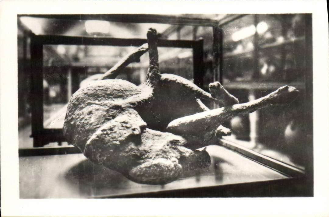 CPM Pompei Museo Calco del Cane Chien
