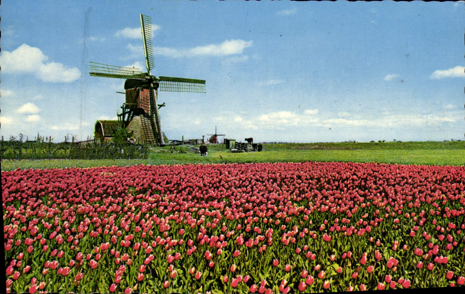 Champ de tulipes rouges — moulin à vent — Hollande — imprimée en Hollande