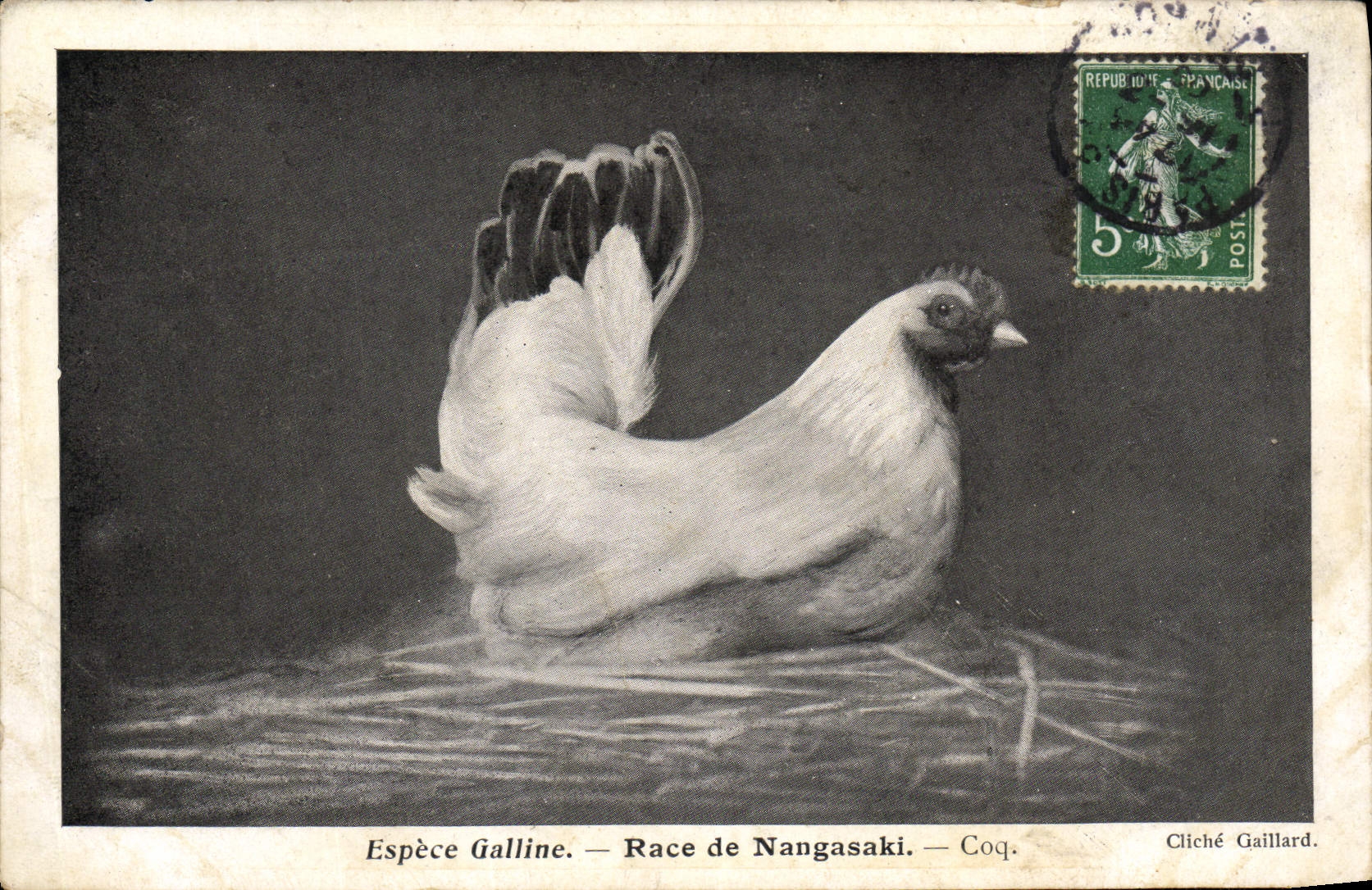 CPA Espece Galline Race De Nangasaki Coq Poule 