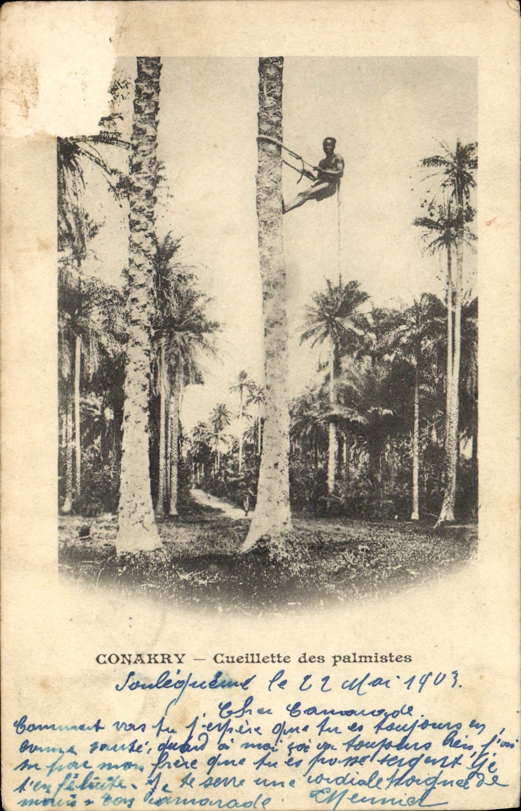 CPA Conakry Cueillette des Palmistes Guinee