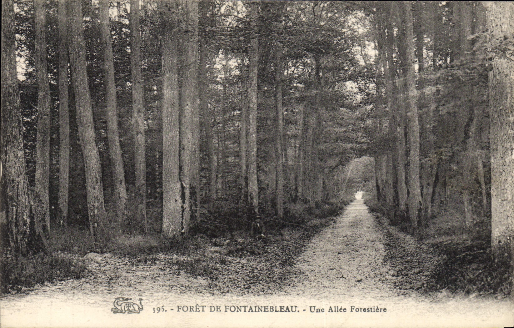 Forêt de Fontainebleau — Eine Waldallee — Verlag S.T. n° 195