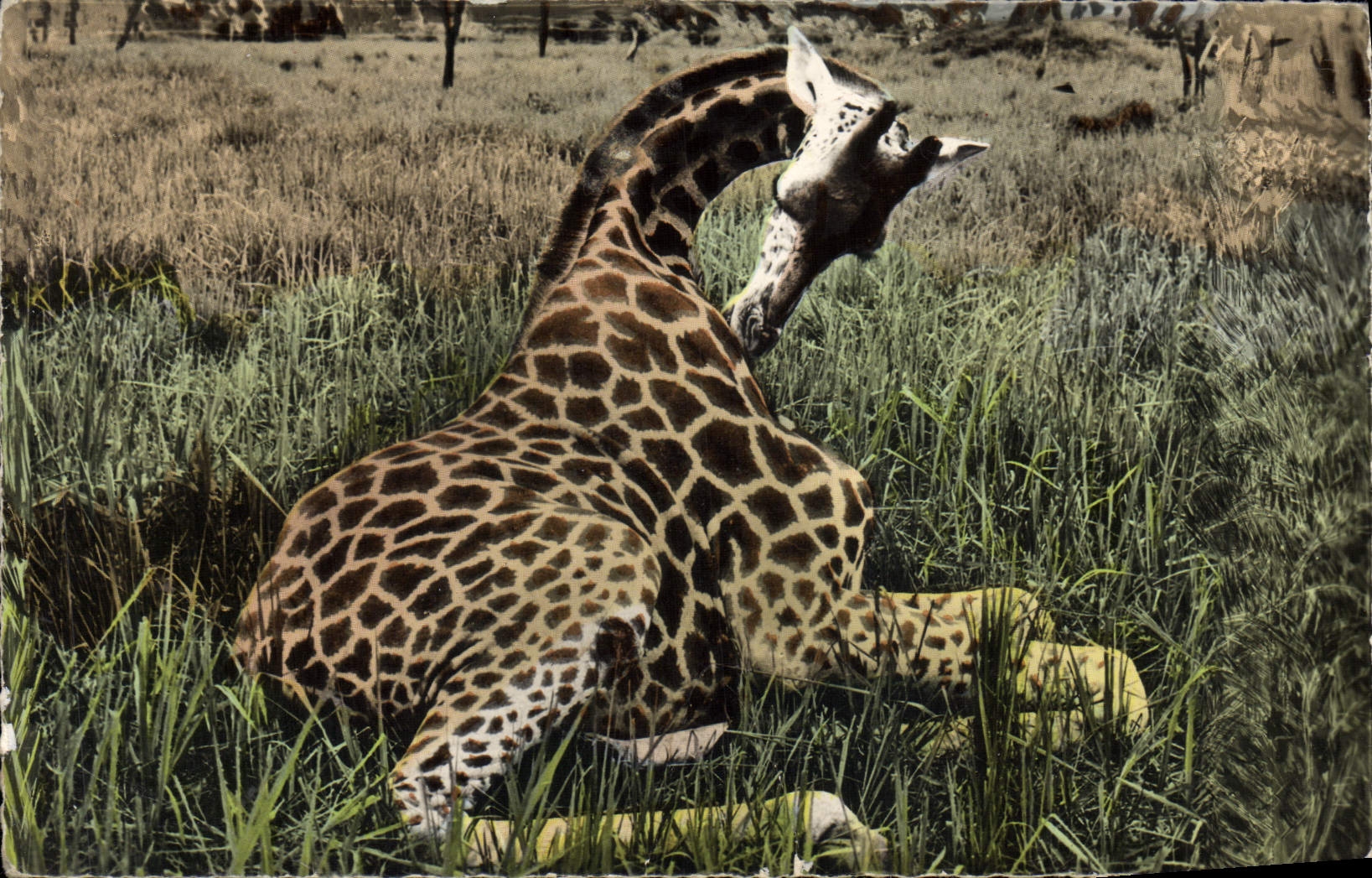CPM Faune africaine Jeune girafe femelle au repos 