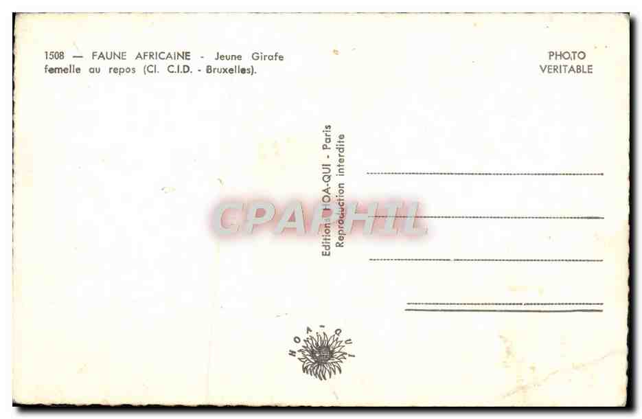 CPM Faune africaine Jeune girafe femelle au repos  — Rückseite