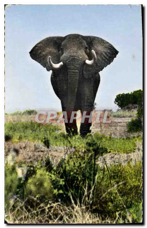 CPM Faune Africaine Elephant pret a charger 