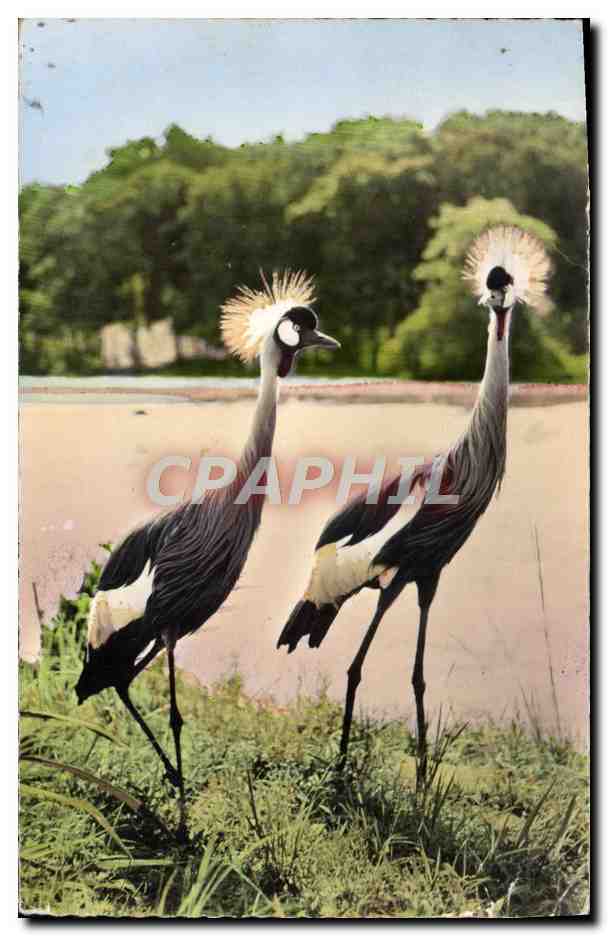 CPM Faune Africaine Grues couronnees