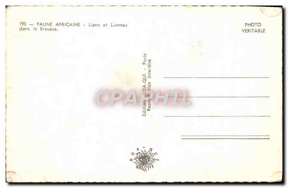 CPM Faune africaine Lions et lionnes dans la brousse  — Rückseite