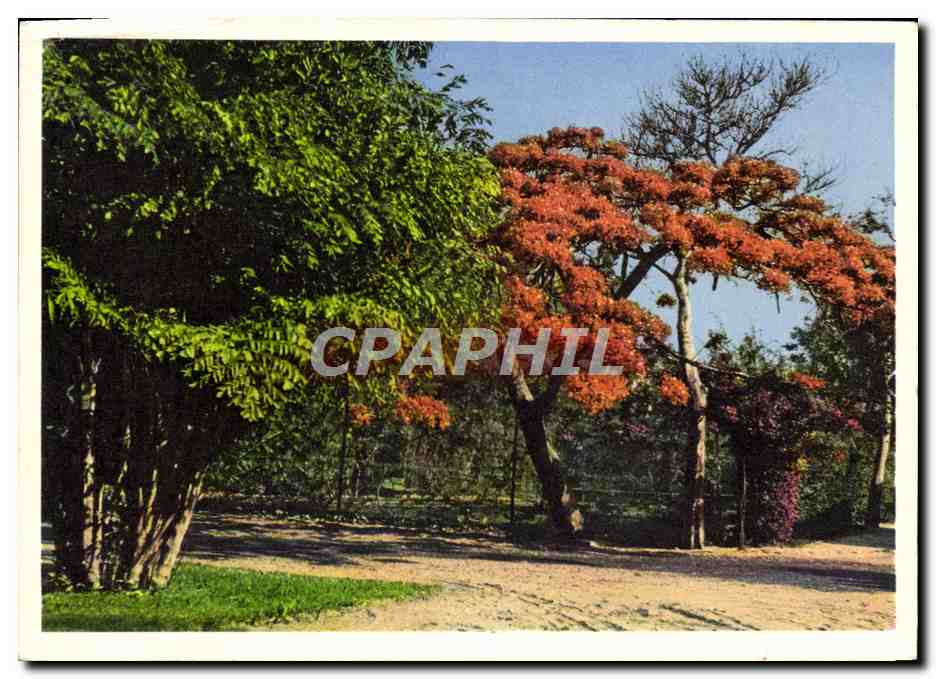 CPM Delonix Regia Flamboyanl Extrait De La Flore Du Senegal de J Berhaut 