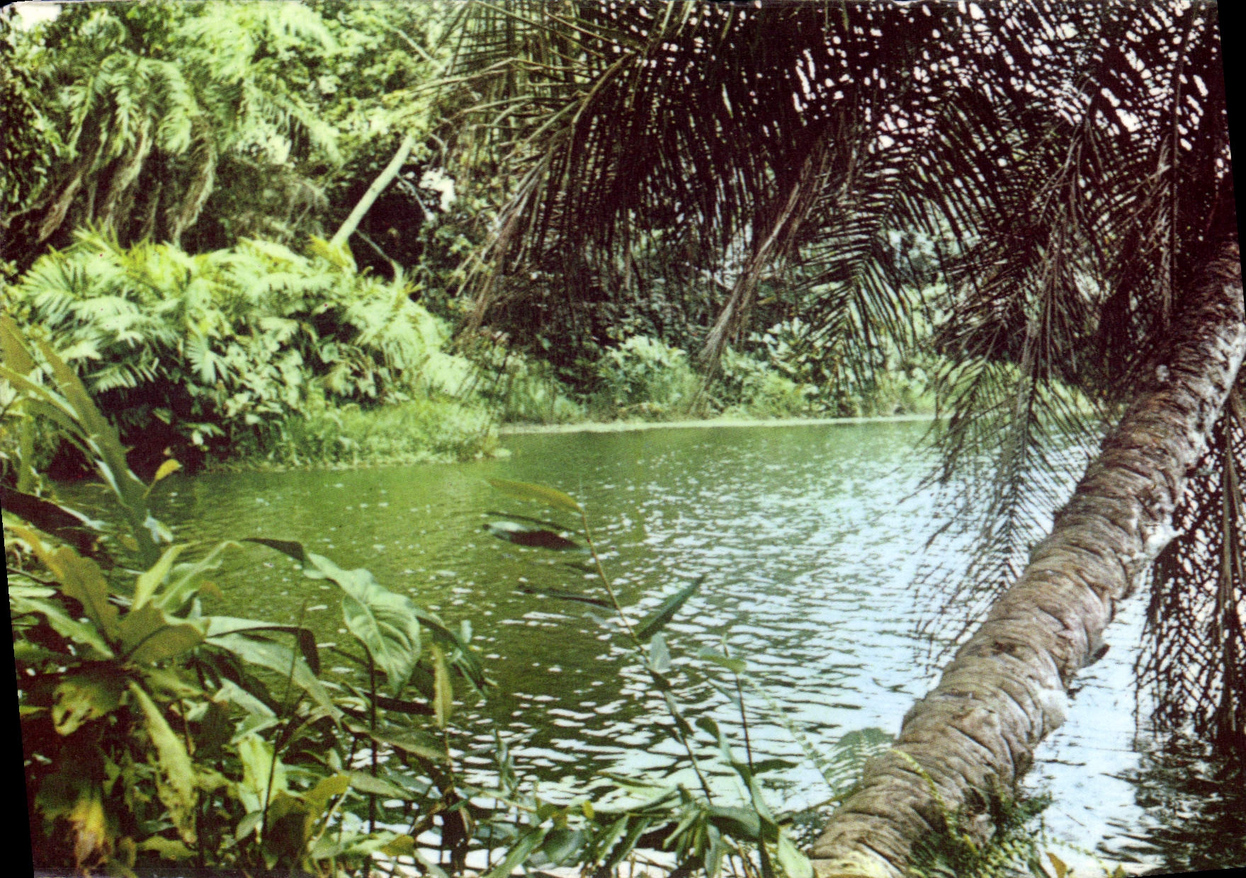 CPM Environs De Pointe Noire Marigot