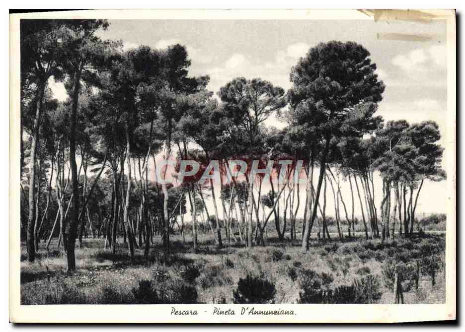 CPA Pescare Pineta D'Annunziana