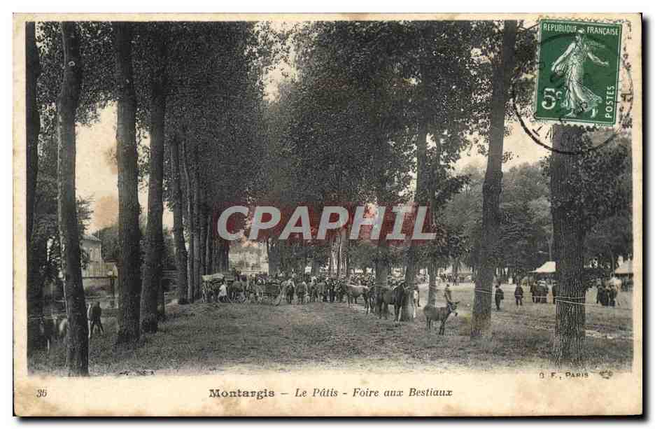 CPA Montargis Le Patis Foire Aux Bestiaux Ane Mule Chevaux 