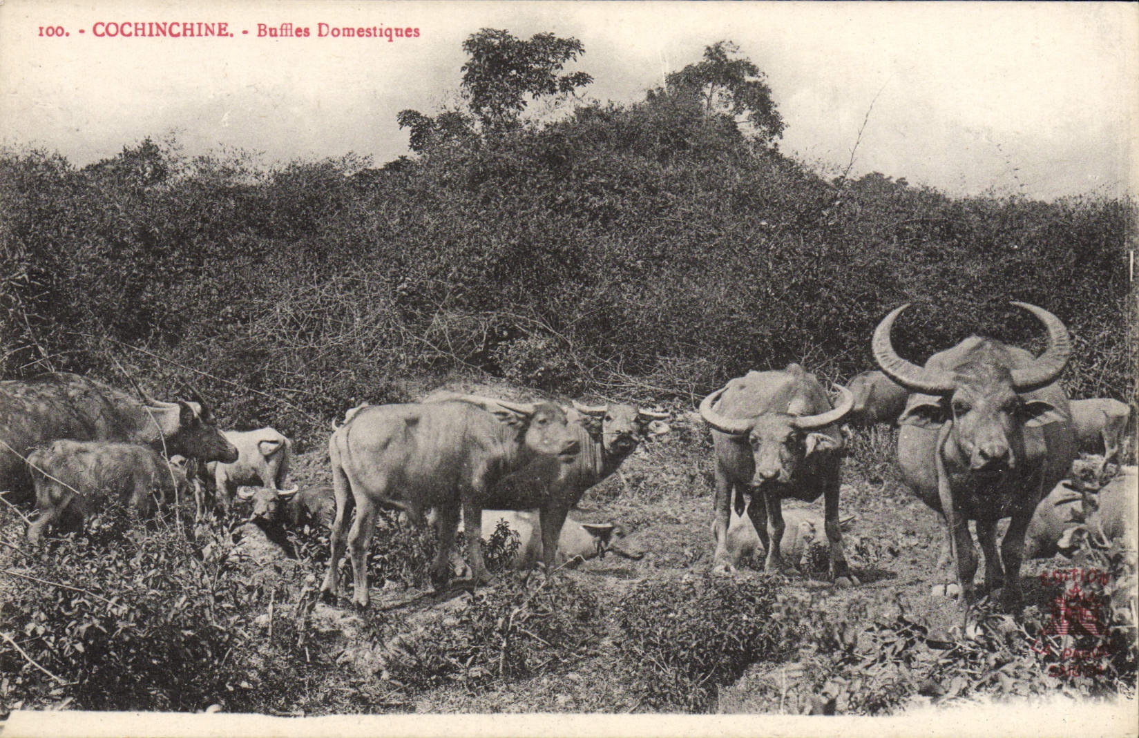 CPA Cochinchine Buffles Domestiques Indochine