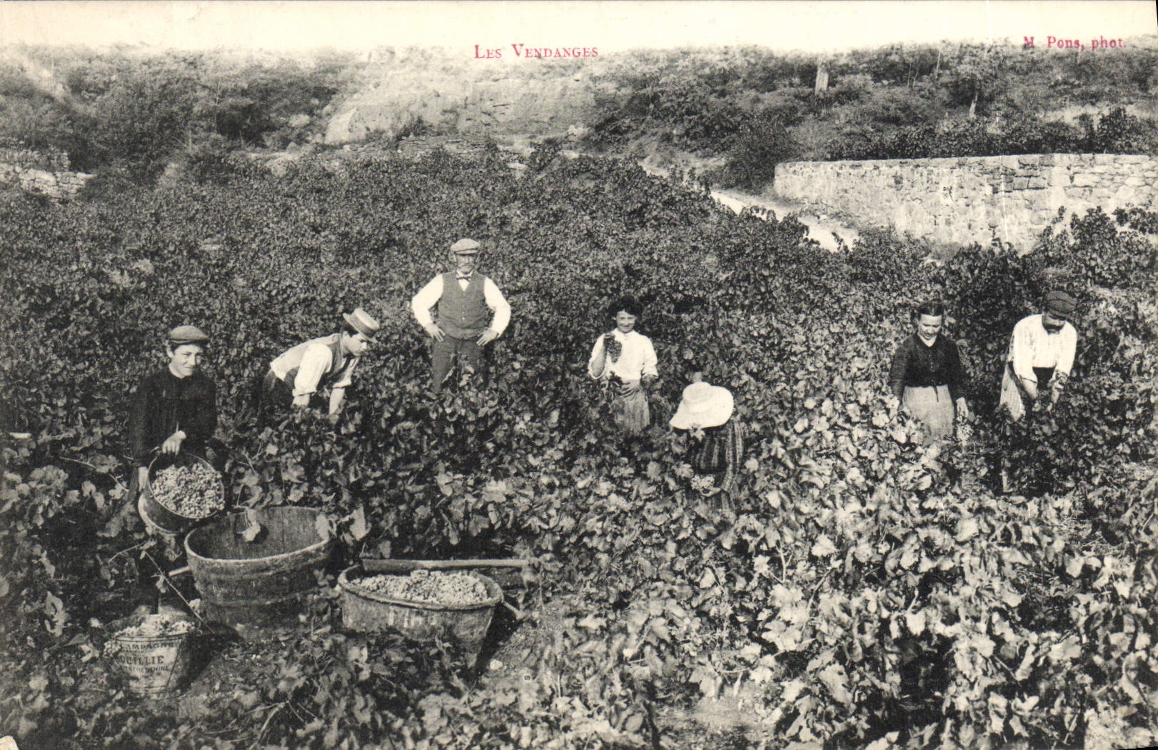 CPA Les Vendanges Vignes Vignobles TOP