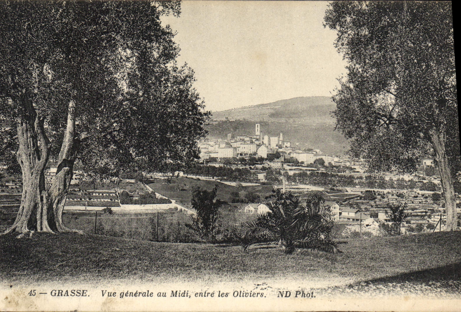 Grasse — Vue générale au Midi, entre les Oliviers — ND Phot. n°45