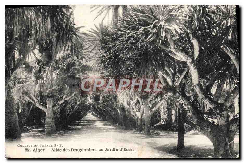 Alger — Allée des Dragonniers au Jardin d'Essai — Collection Idéale P.-S. n°284