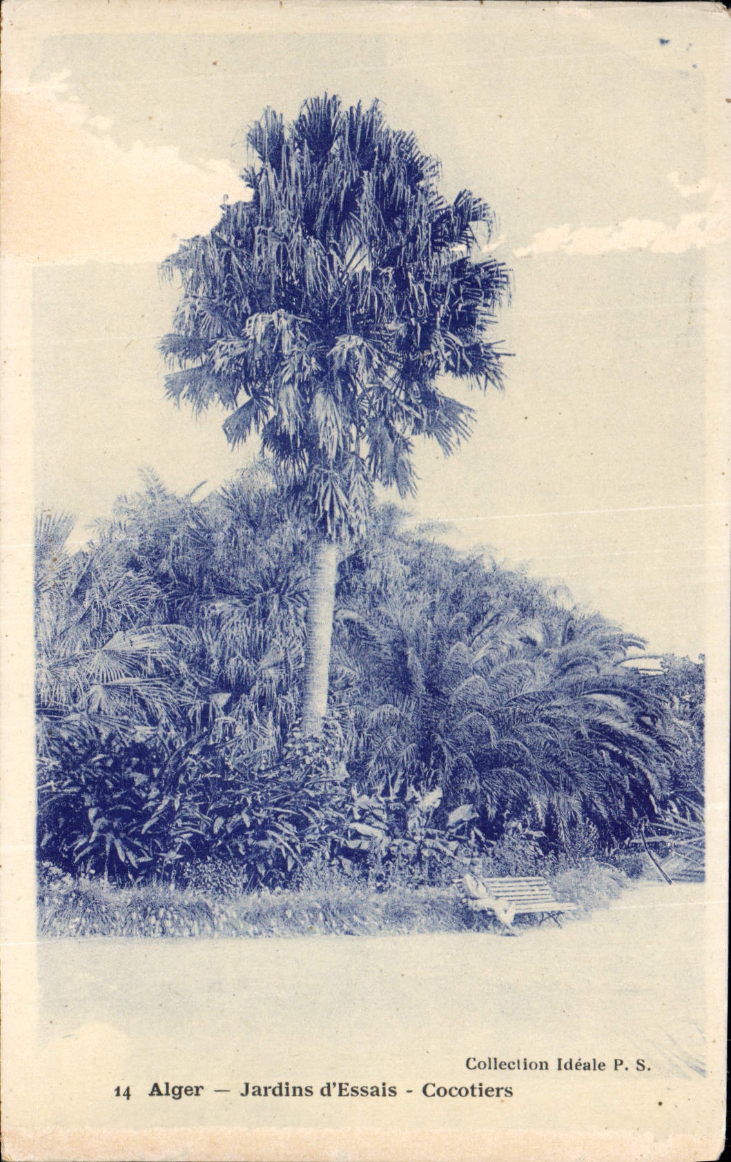 CPA Alger Jardins d'Essais Cocotiers