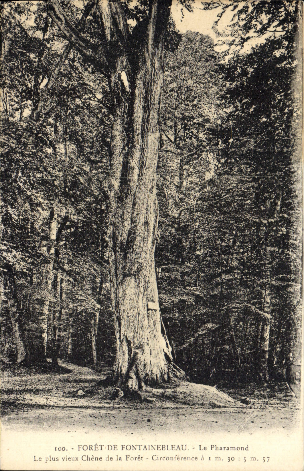 Forêt de Fontainebleau — Der älteste Eichenbaum — Umfang bei 1 m. 30 : 5 m. 57