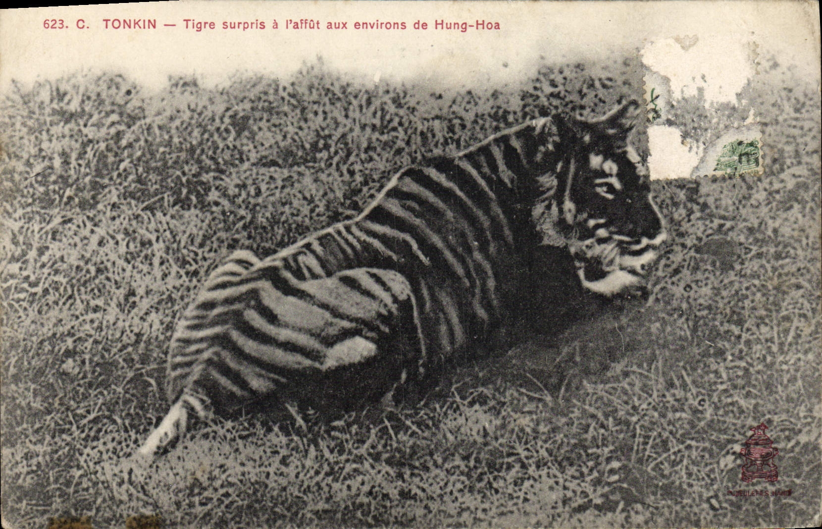 Tigre surpris à l'affût aux environs de Hung-Hoa — C. TONKIN — n°623 — éditeur NORD-LÉON, LIMOGES