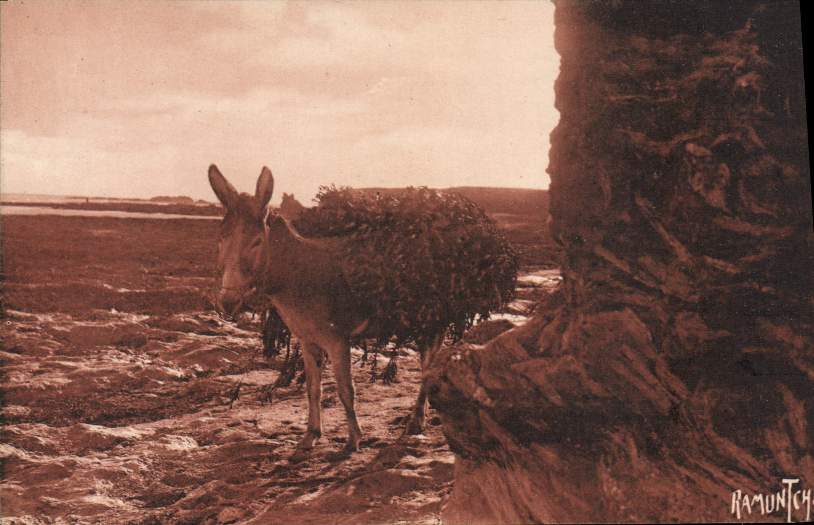 Dromadaire chargé de varech — St-Gilles-Croix-de-Vie — Ramuntych