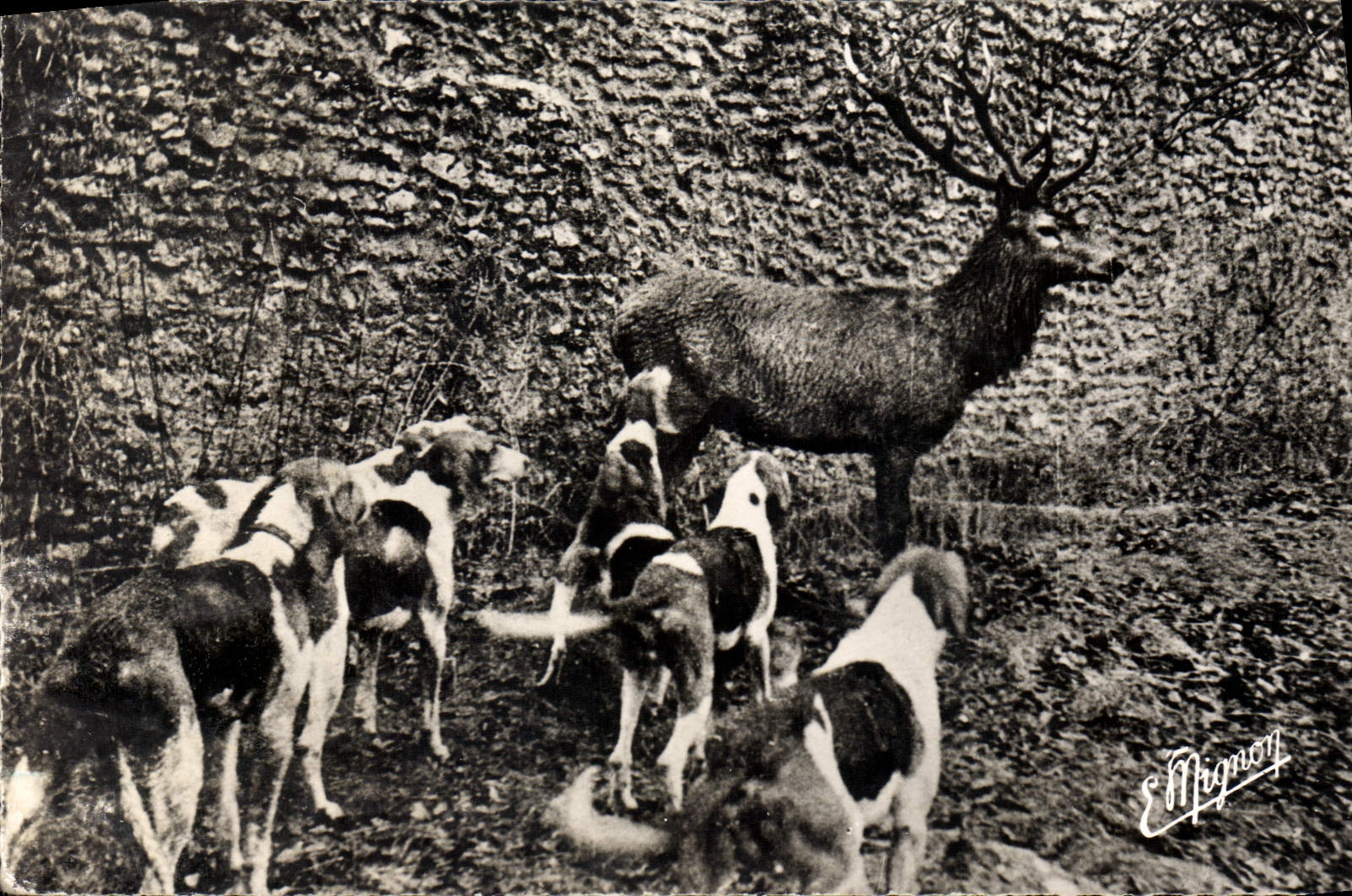 Chasse au cerf — Éditeur E. Mignon