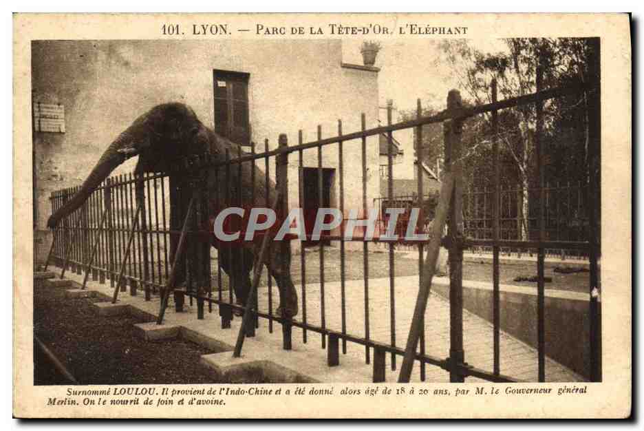 CPA Lyon Parc de la Tete d'Or Elephant Loulou