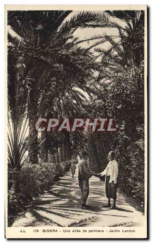 CPA Biskra Une Allee De Palmiers Jardin Landon