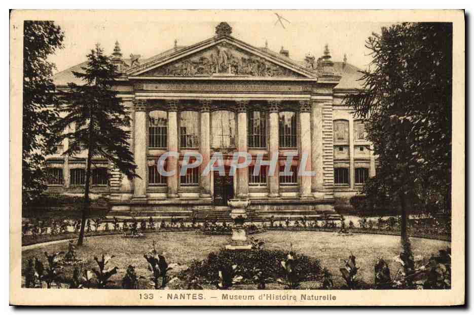 CPA Nantes Museum D'Histoire Naturelle