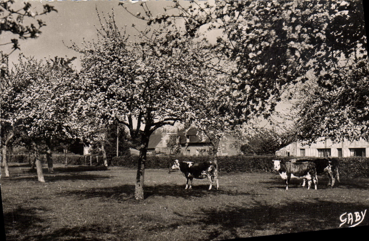 CPM La Normandie Pommiers En Fleurs Paturage Normand et pommiers en fleurs Vaches
