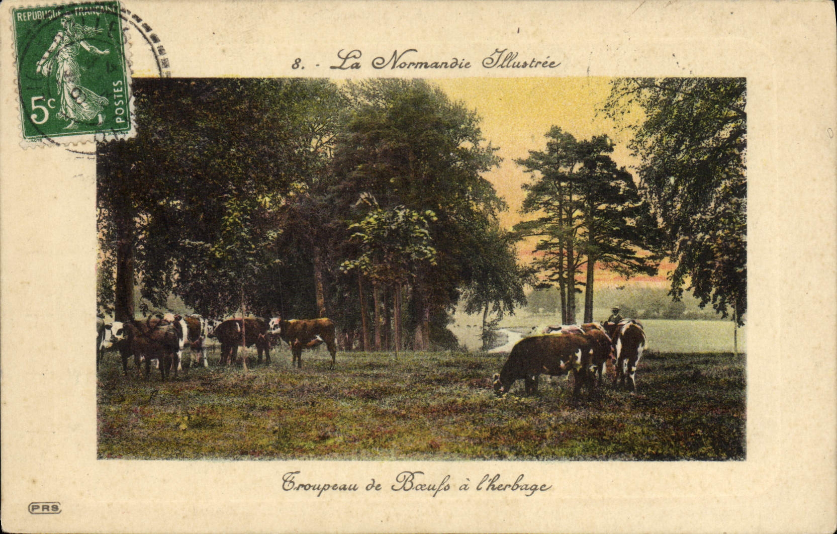 CPA Normandie Troupeau de boeufs a l'herbage 
