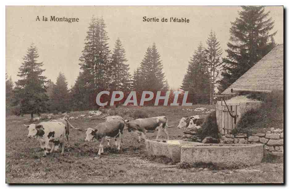 CPA A La Montagne Sortie de L'etable Vaches