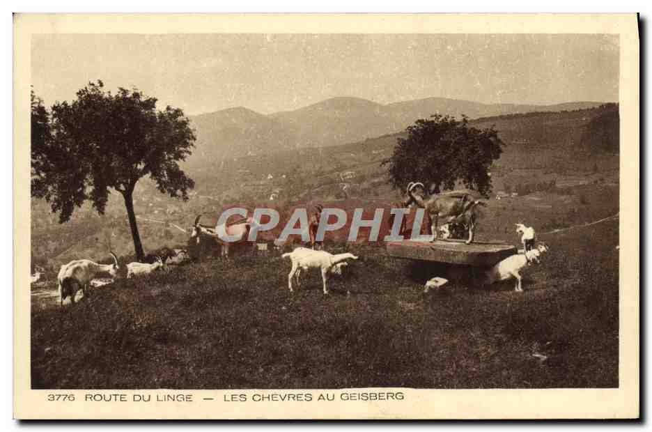 CPA Route Du Linge Les Chevres Au Geisberg