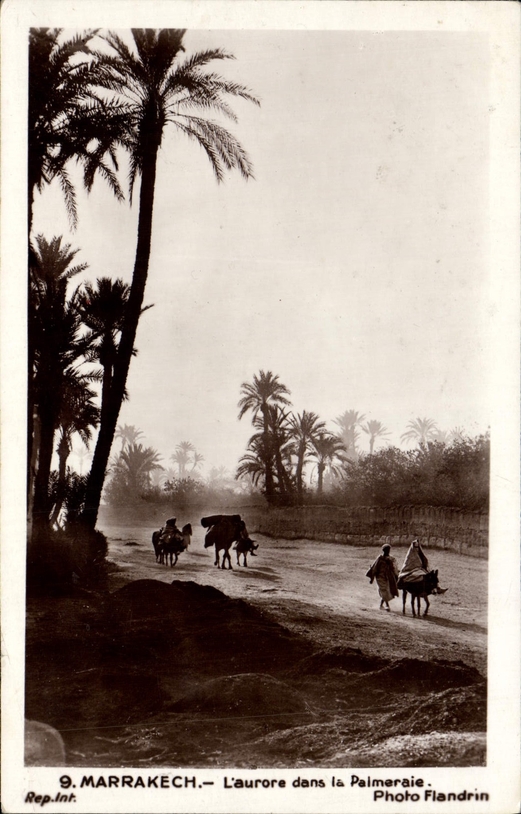 CPA Marrakech L'Aurore Dans la Palmeraie