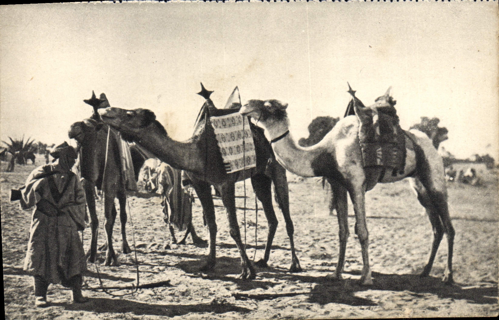 CPA Au Sahara Chameau Militaria
