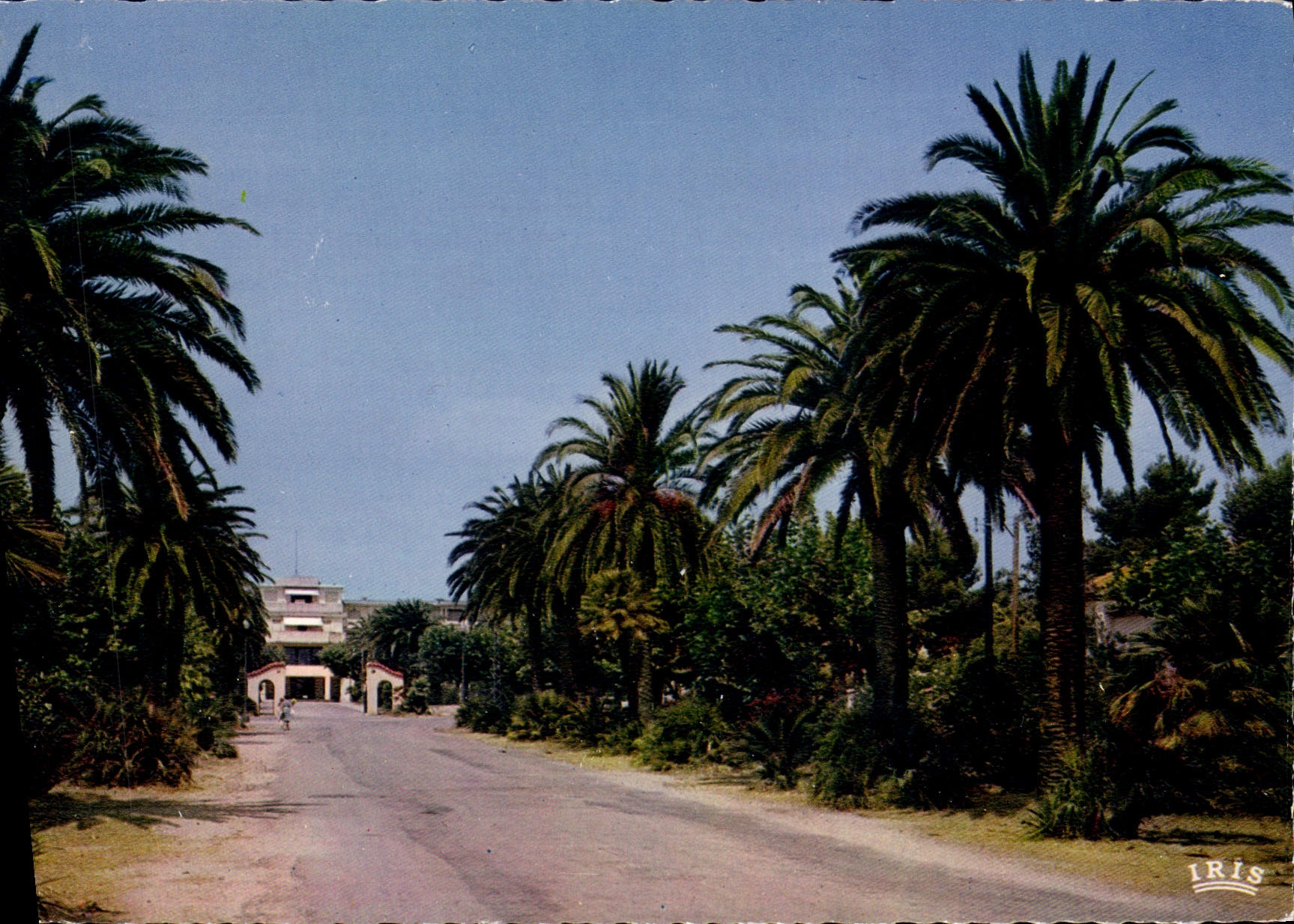 CPM La Ciotat L'Allee des Palmiers et le Palais Lumiere