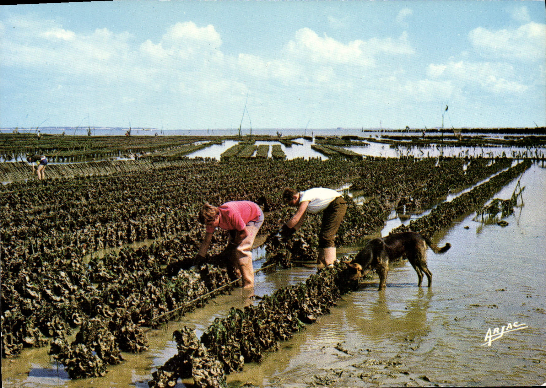 CPM L'Ile D'Oleron Collecteurs d'huitres a Boyardville Chien Ostreiculture
