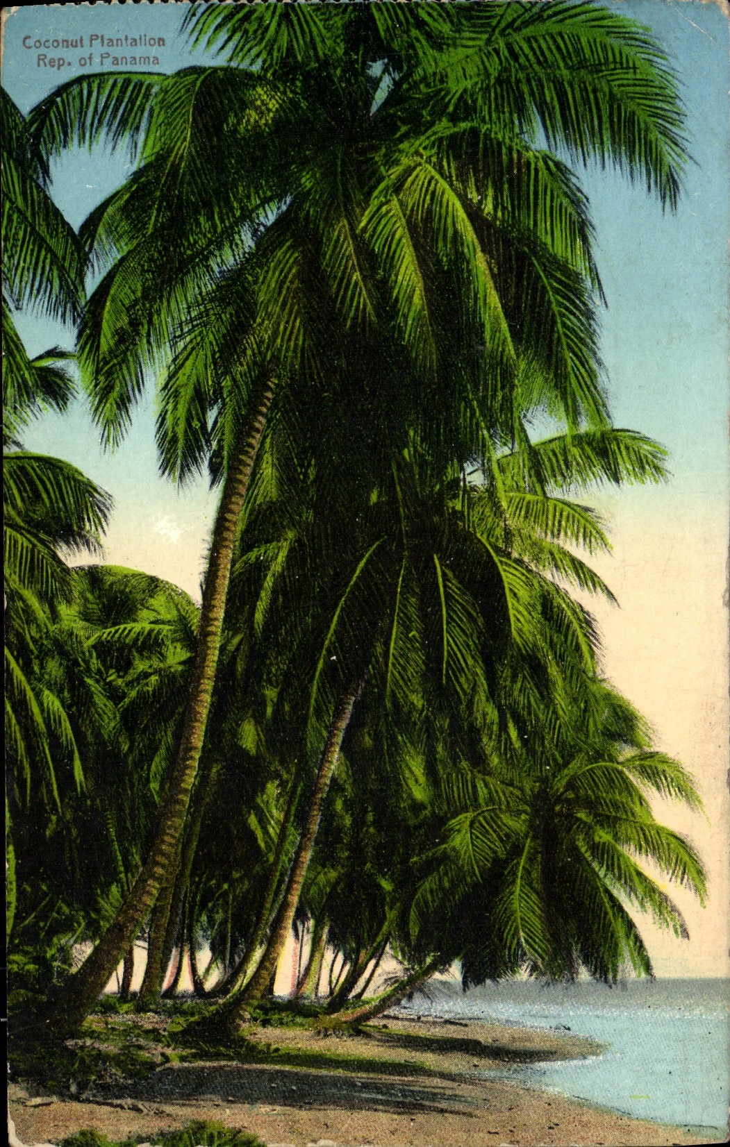 CPA Coconut Plantation Rep of Panama