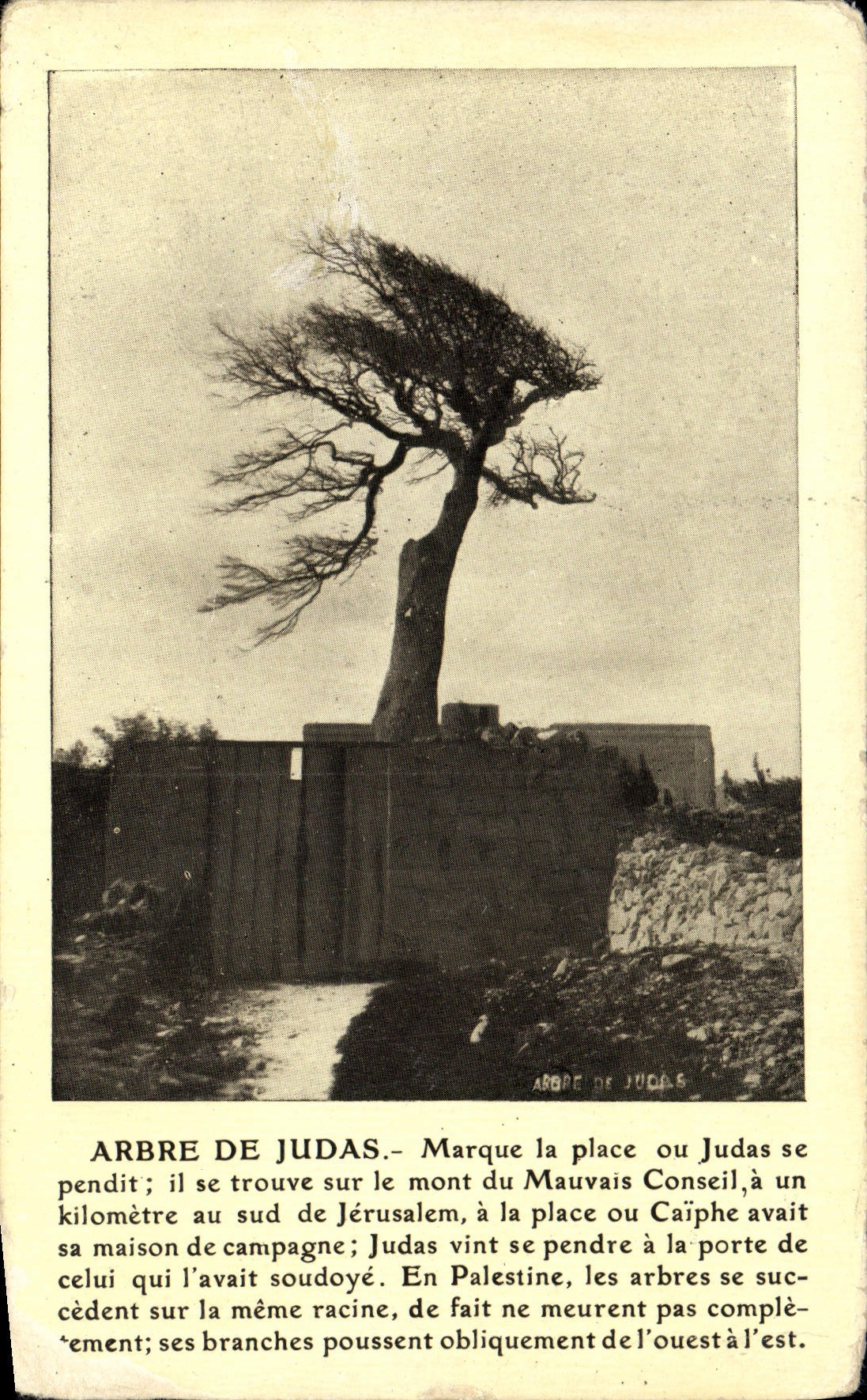 CPA Arbre De Judas Marque la Place ou Judas se pendit 