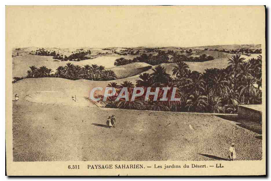 CPA Paysage Saharien Les Jardins du Desert