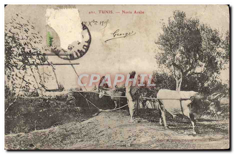 CPA Tunis Noria Arabe Charrue Boeuf