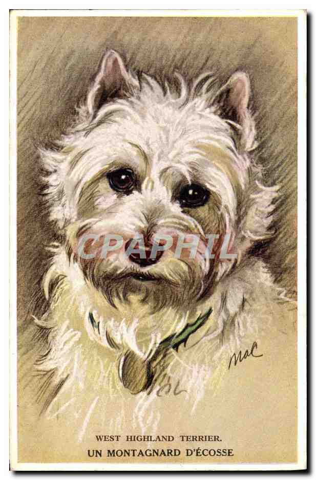 West Highland Terrier — Un Montagnard d'Écosse — Valentine's Tailwagger & Sons Ltd, n°2870