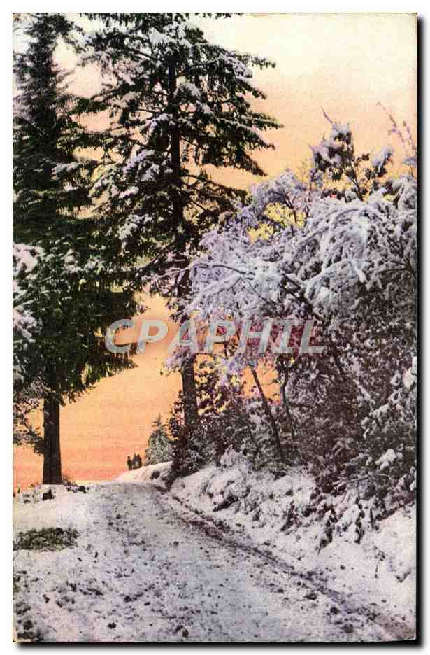 CPA Fantaisie Arbres Foret