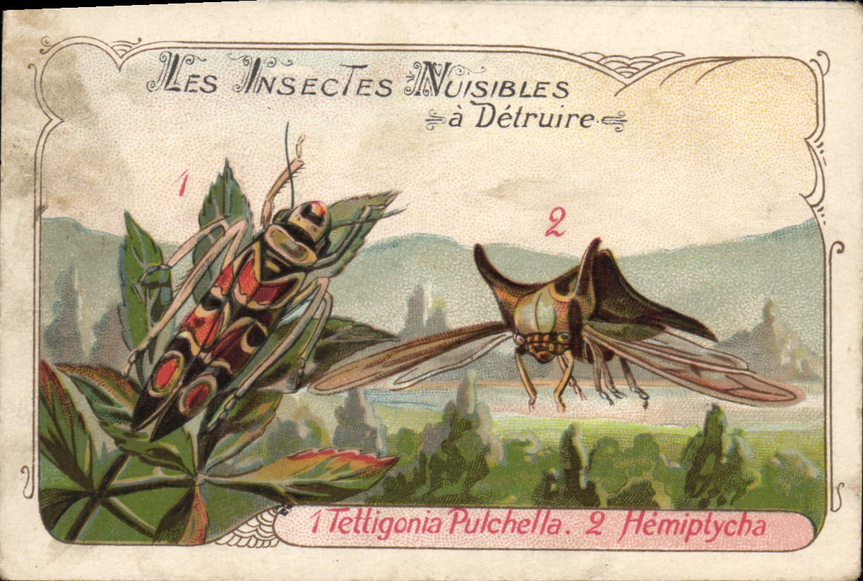 Chromo Les Insectes Nuisibles Tettigonia Pulchella Hemiptycha 