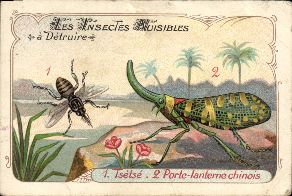 Chromo Les insectes nuisibles Tsetse Porte lanterne chinois 