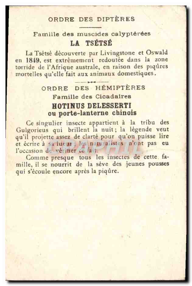 Chromo Les insectes nuisibles Tsetse Porte lanterne chinois  — Rückseite