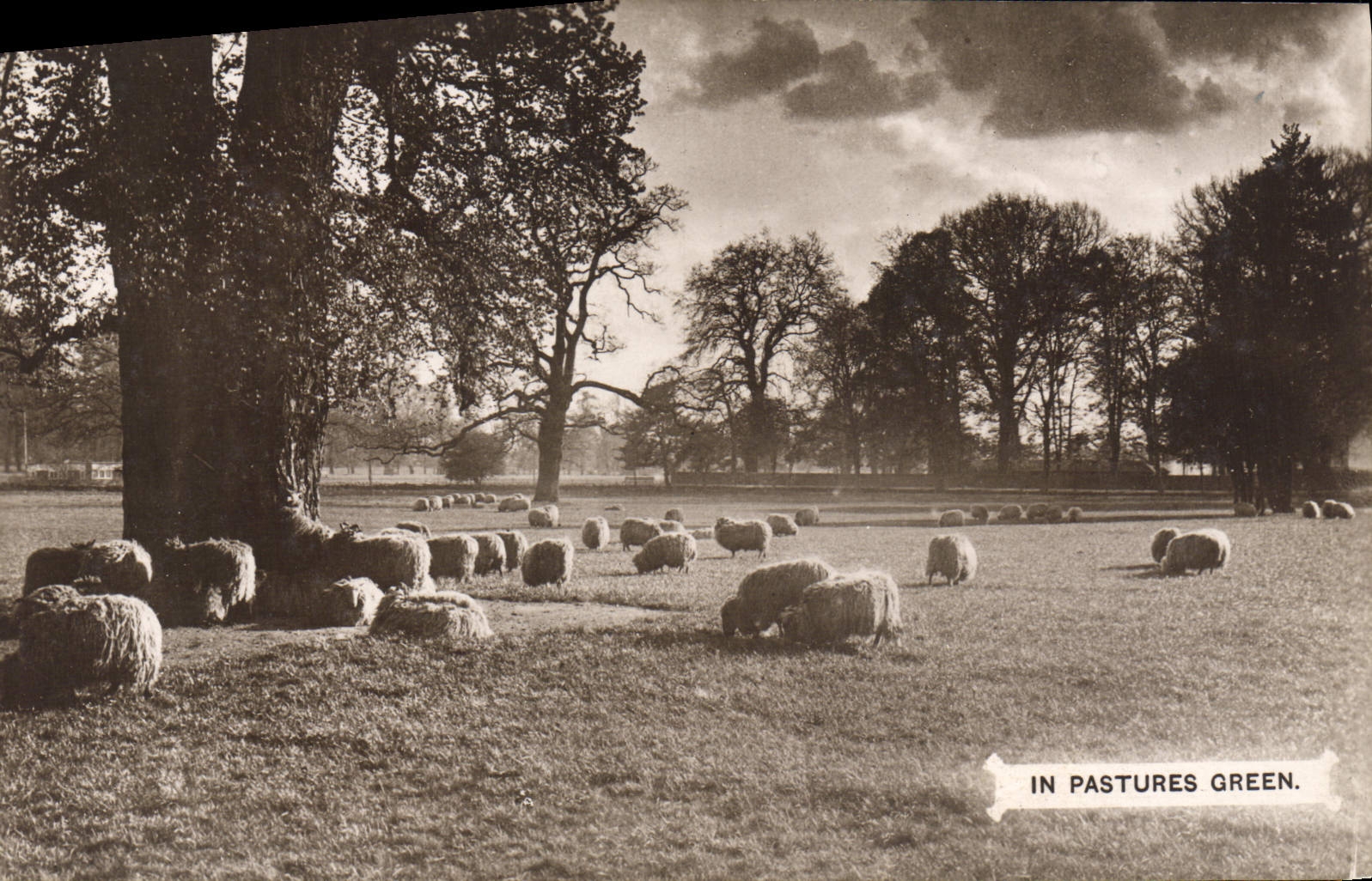 CPA In Pastures Green Moutons